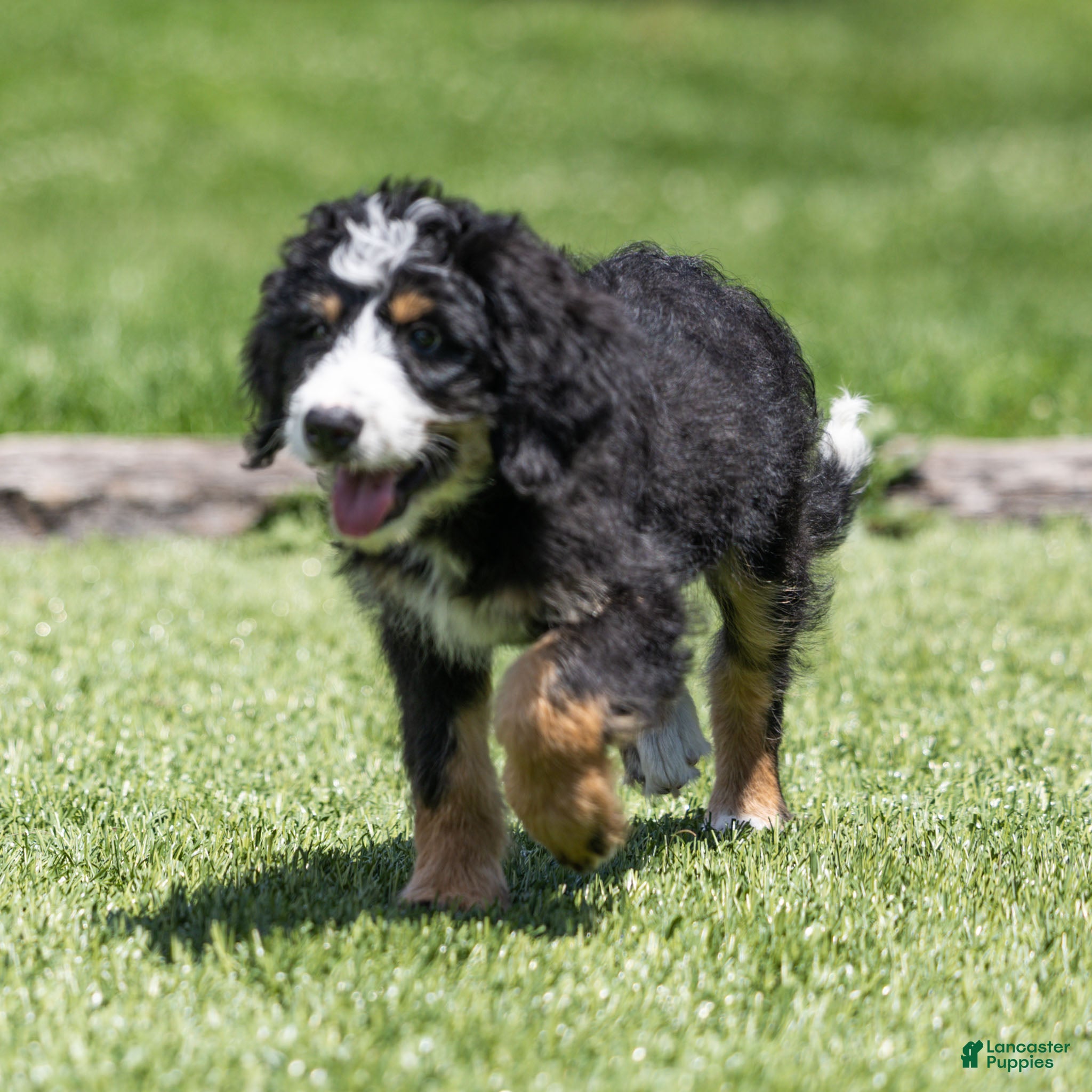 Bernedoodle dogs Rhett Bernedoodle Puppy  - Ad 2