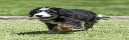 Bernedoodle dogs for sale: Rhett Bernedoodle Puppy  - Ad 2