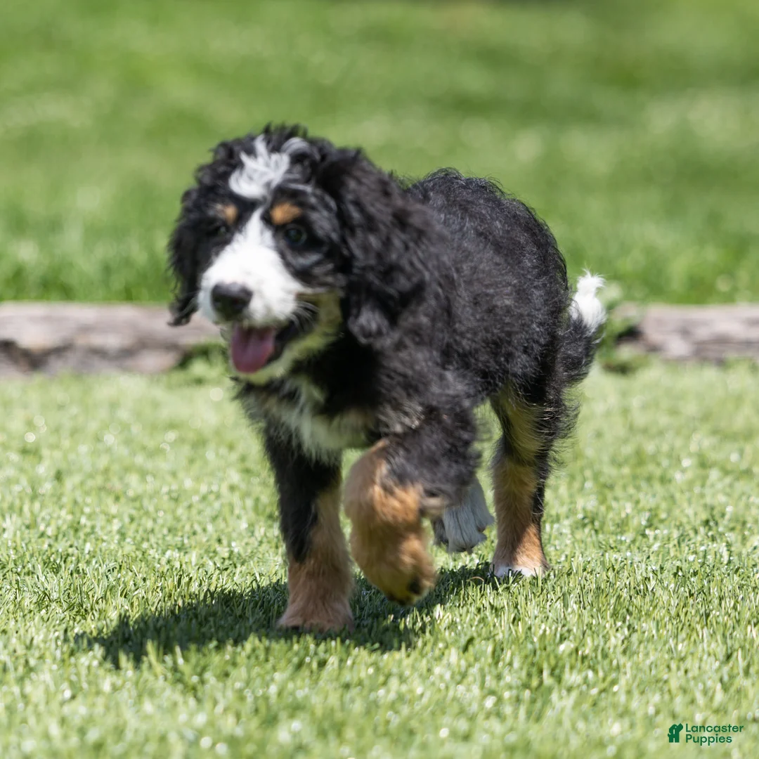 Bernedoodle dogs for sale: Rhett Bernedoodle Puppy  - Ad 2