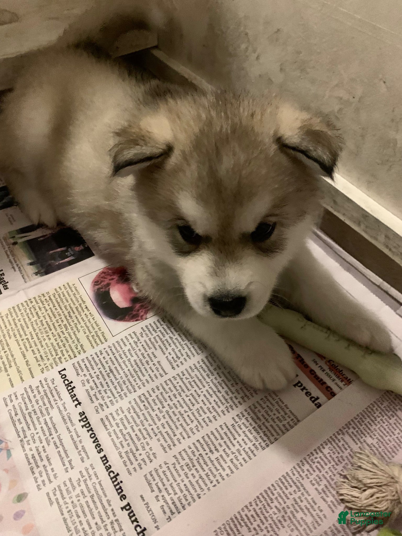 Alaskan Malamute dogs Bandit - Ad 9