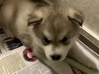 Alaskan Malamute dogs Bandit - Ad 9