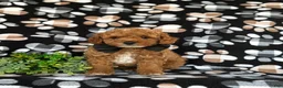 Toy Poodle dogs for sale: River - Ad 2