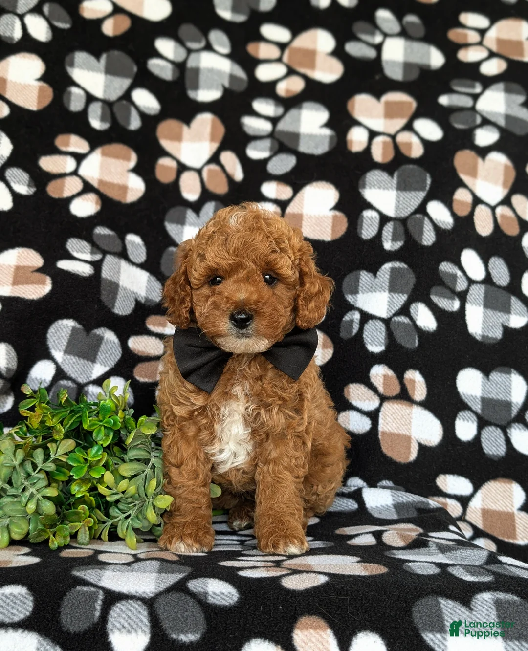 Toy Poodle dogs for sale: River - Ad 2