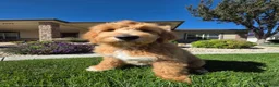 Goldendoodle dogs for sale: Benny - Ad 1