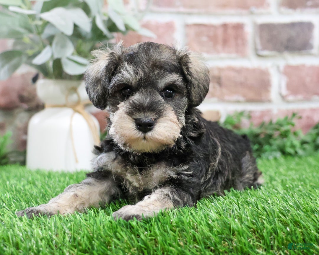 Miniature Schnauzer dogs for sale: Maria  - Ad 5