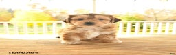 Yochon dogs for sale: Trixie - Ad 8