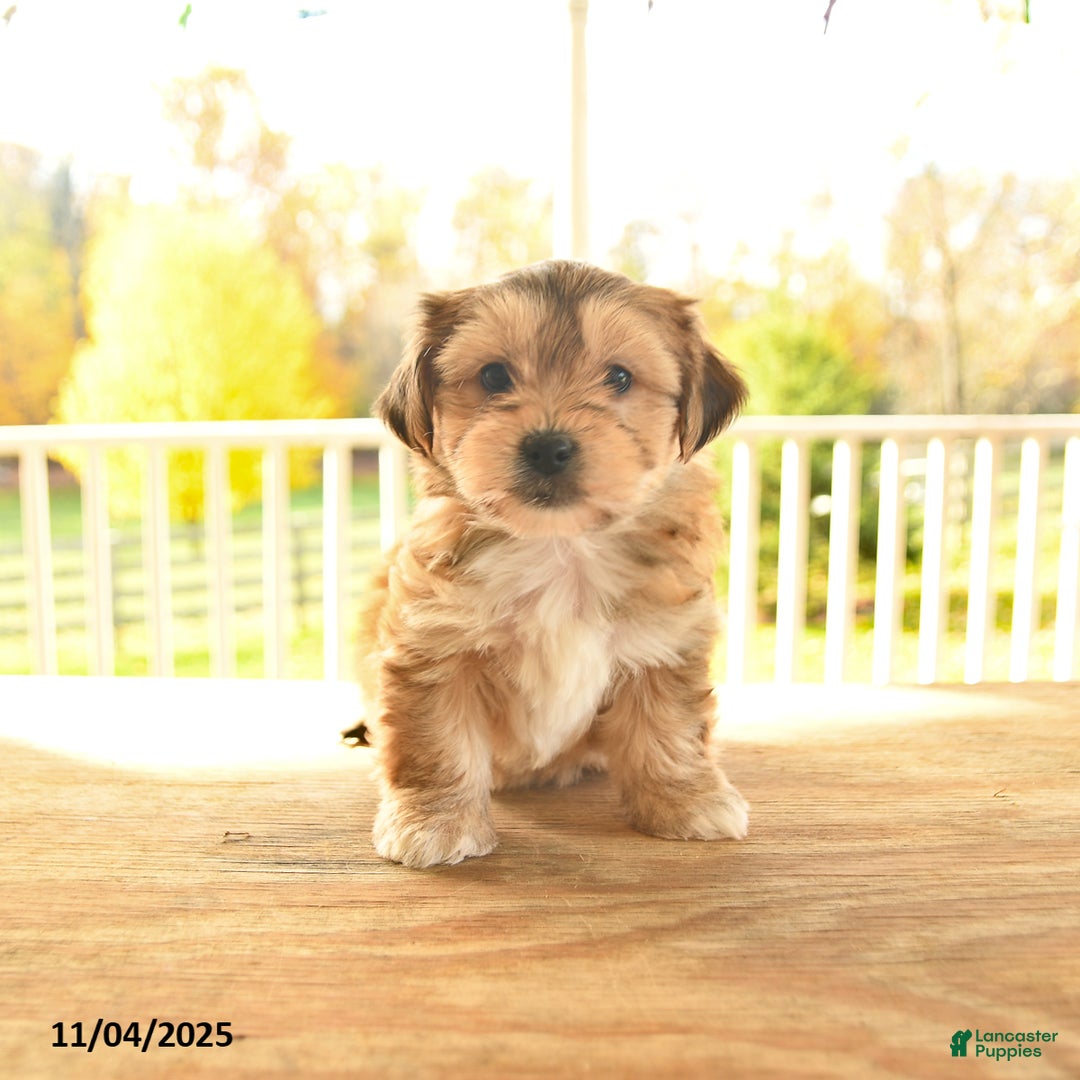 Yochon dogs for sale: Trixie - Ad 8