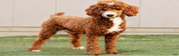Mini Goldendoodle dogs for sale: Honey - Ad 9