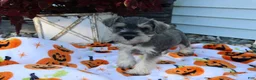 Miniature Schnauzer dogs for sale: landon - Ad 1