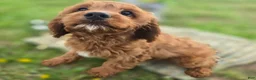 Cavapoo dogs for sale: Iceberg - Ad 25