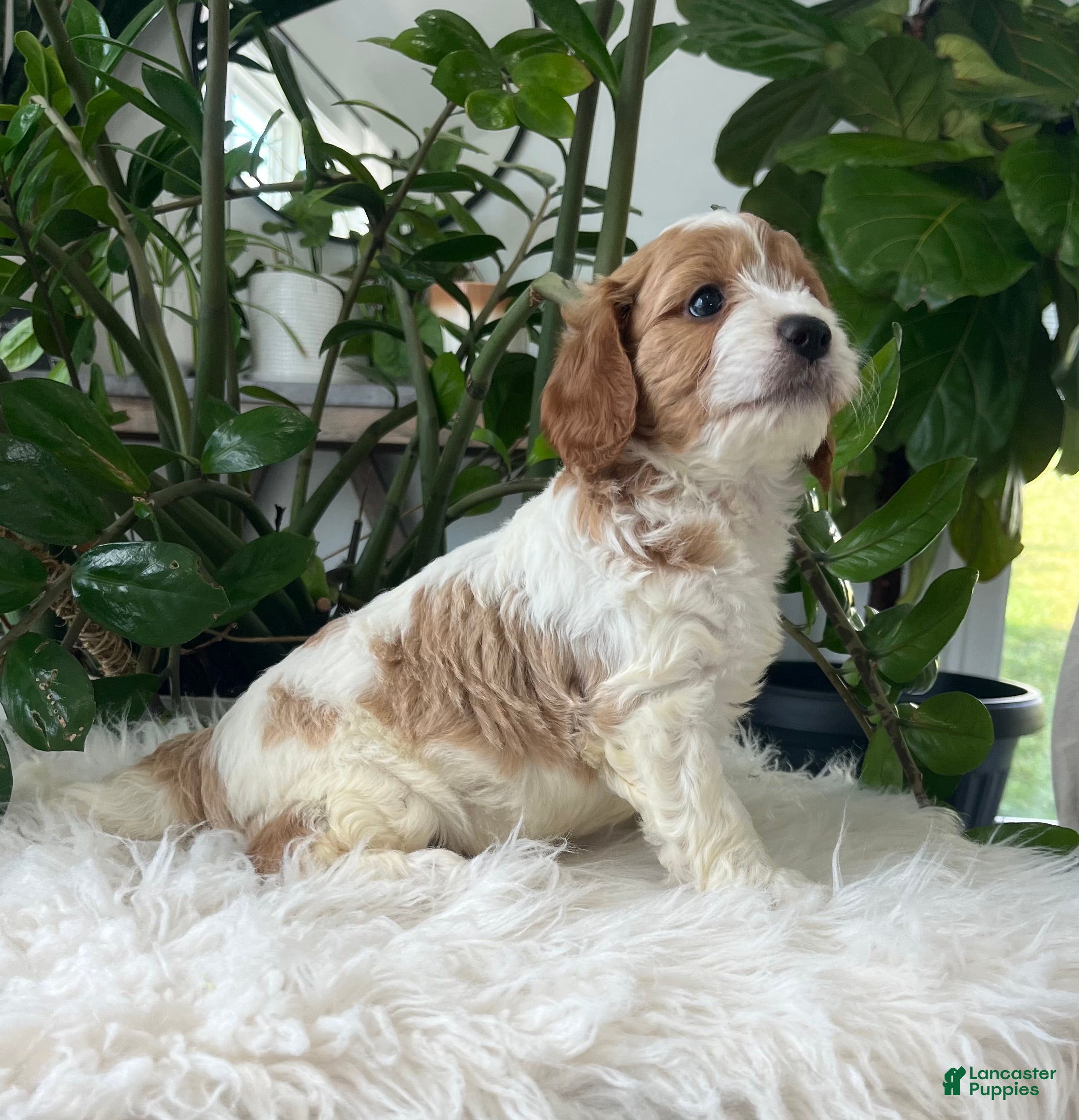 Cavapoo dogs Kiana  - Ad 1