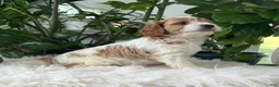 Cavapoo dogs for sale: Kiana  - Ad 1