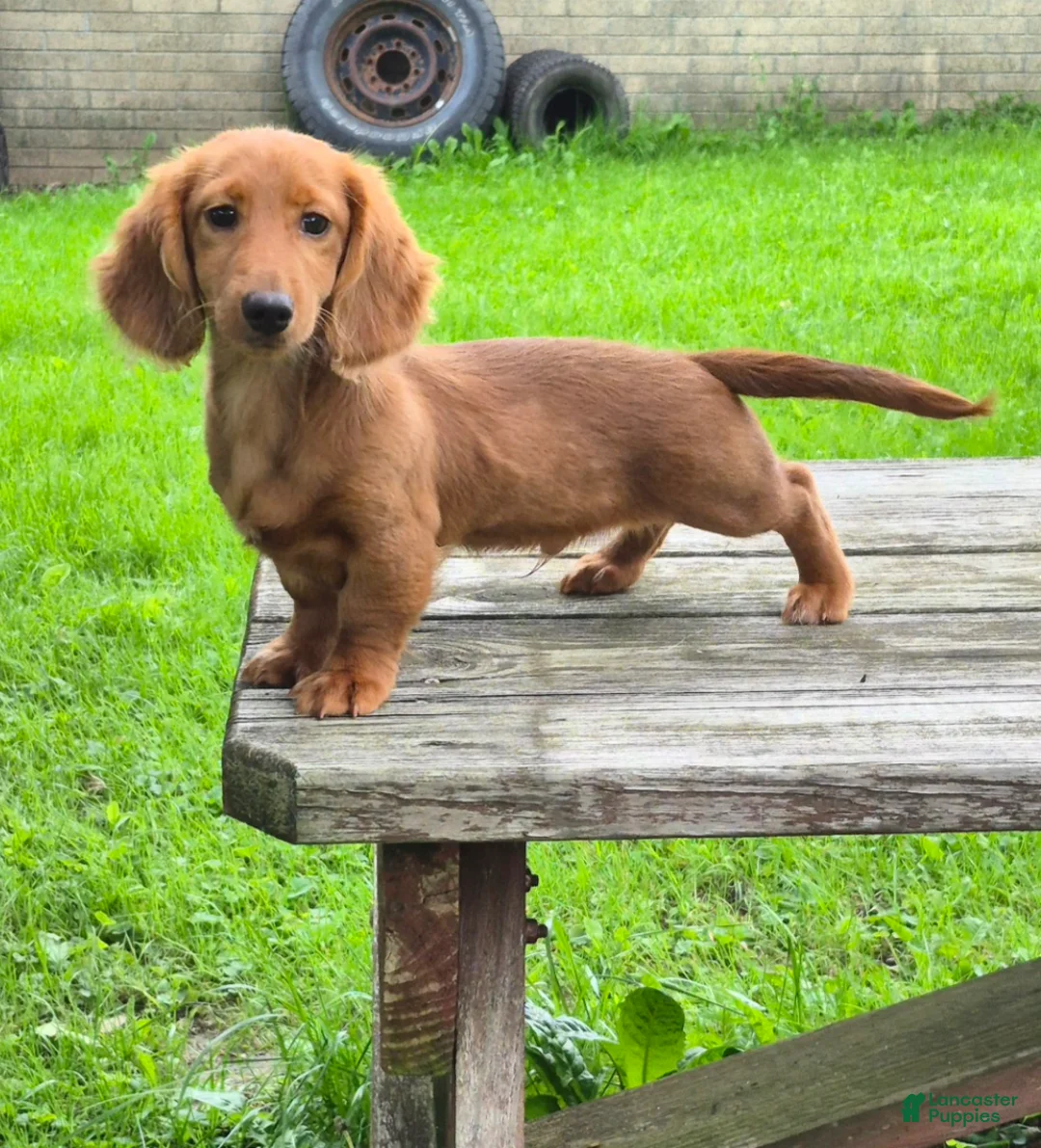 Miniature Dachshund dogs for sale: Benny  - Ad 3