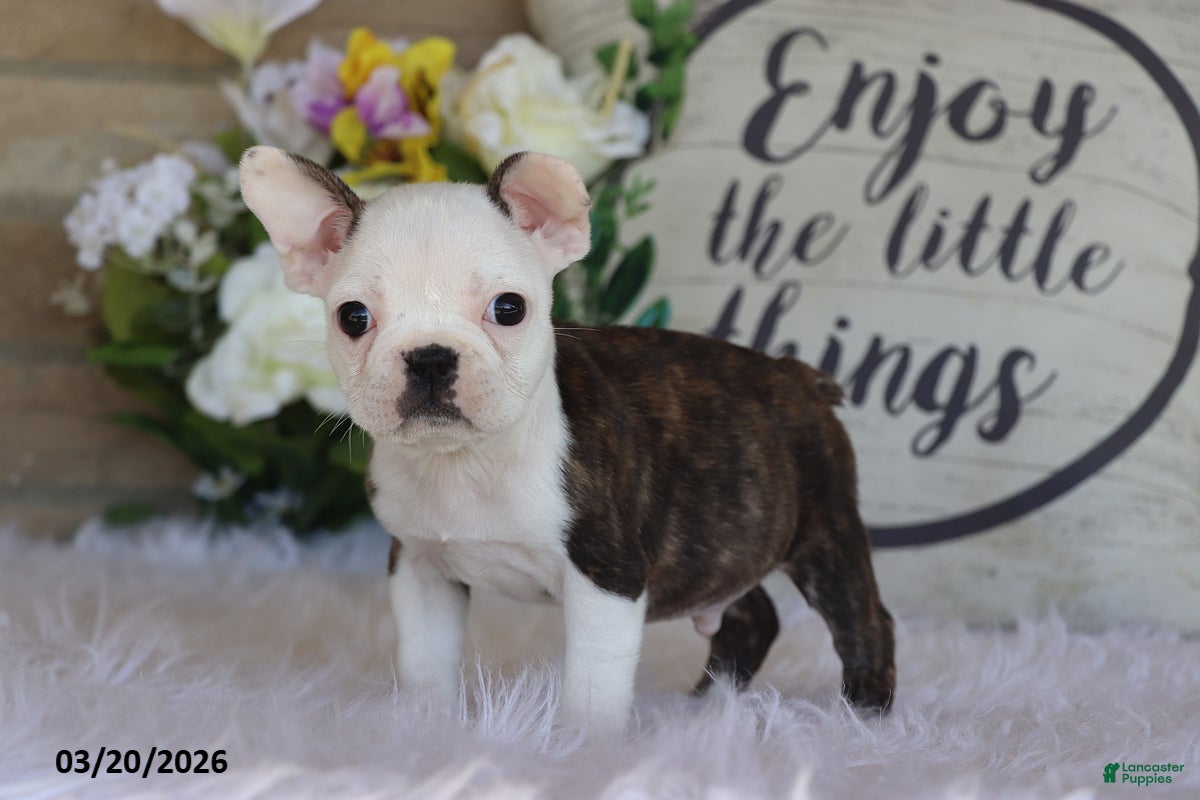 Frenchton dogs Marly - Ad 2