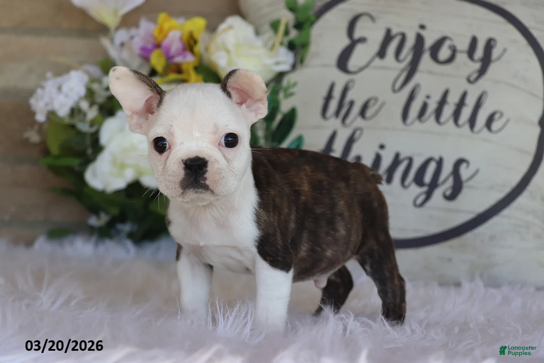 Frenchton dogs for sale: Marly - Ad 2