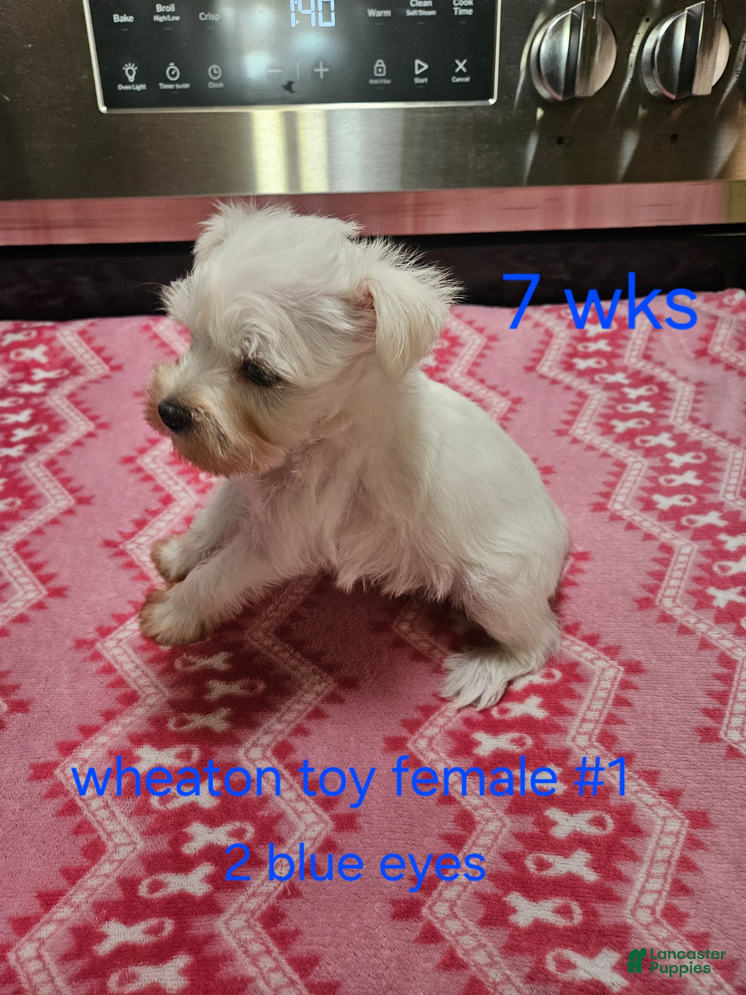 Miniature Schnauzer dogs for sale: Miniature Schnauzer Puppy 1 - Ad 3