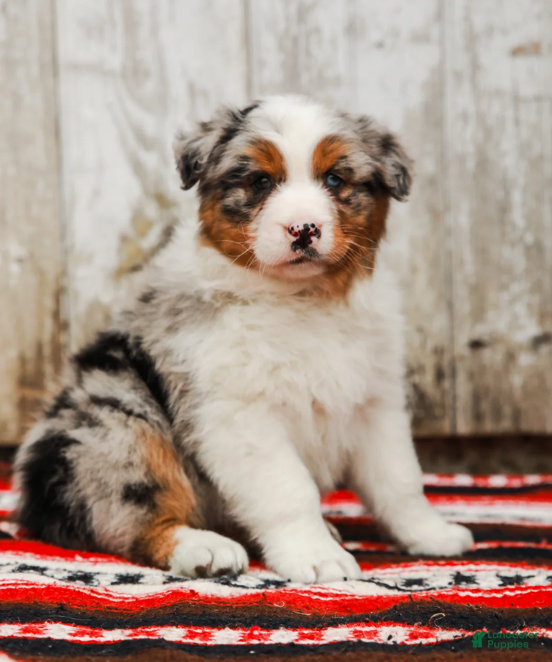 Australian Shepherd dogs for sale: Sheriff - Ad 1