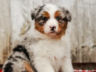 Australian Shepherd dogs for sale: Sheriff - Ad 2