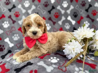 Cockapoo dogs Whiskey - Ad 5