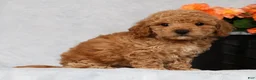 Bichpoo dogs for sale: Garrett - Ad 7