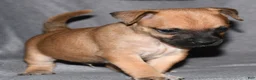 Rat Terrier dogs for sale: Wonton - Ad 4