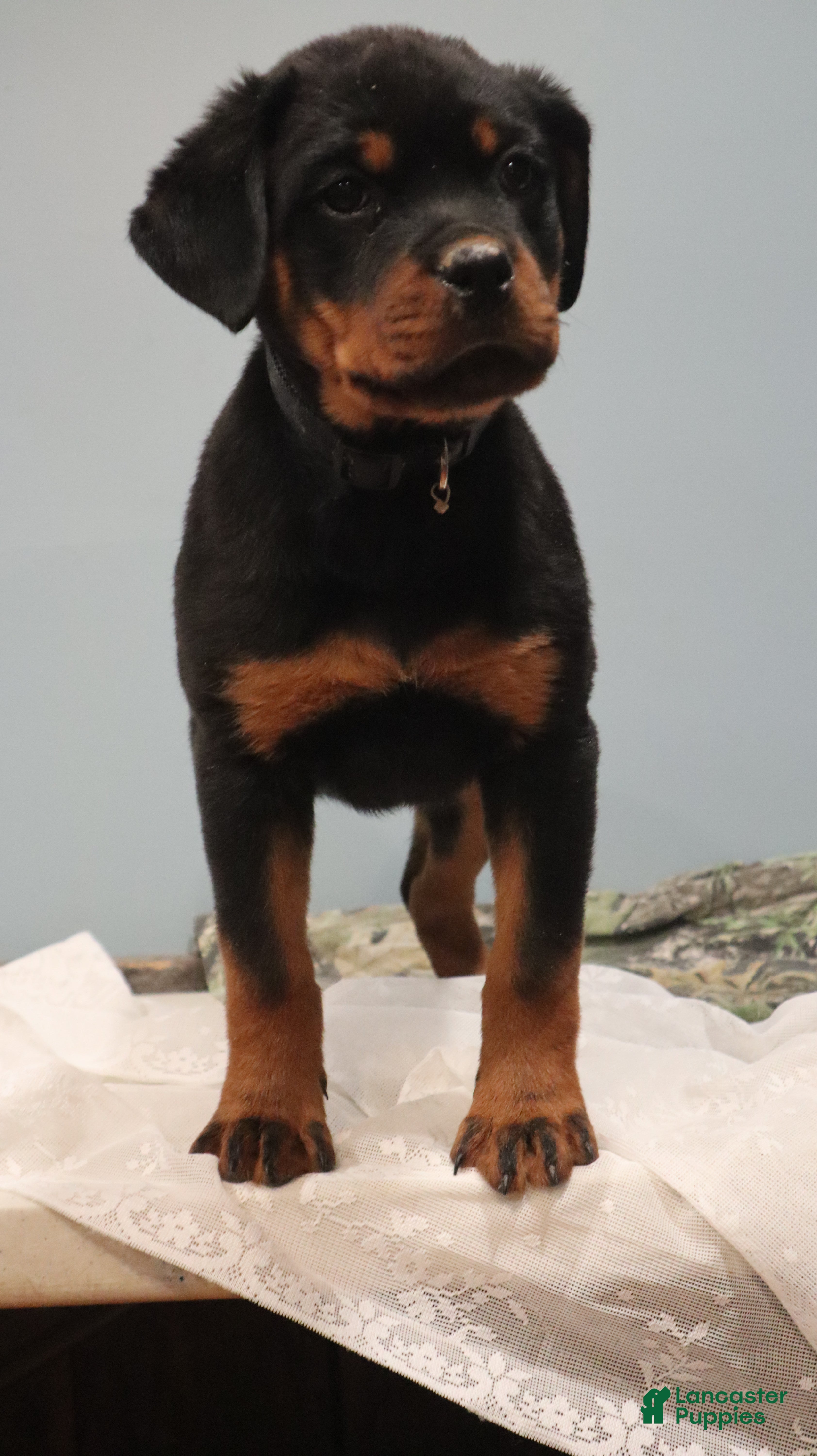Rottweiler dogs Astra - Ad 2