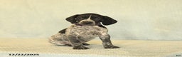 German Shorthaired Pointer dogs for sale: Tisha - Ad 3