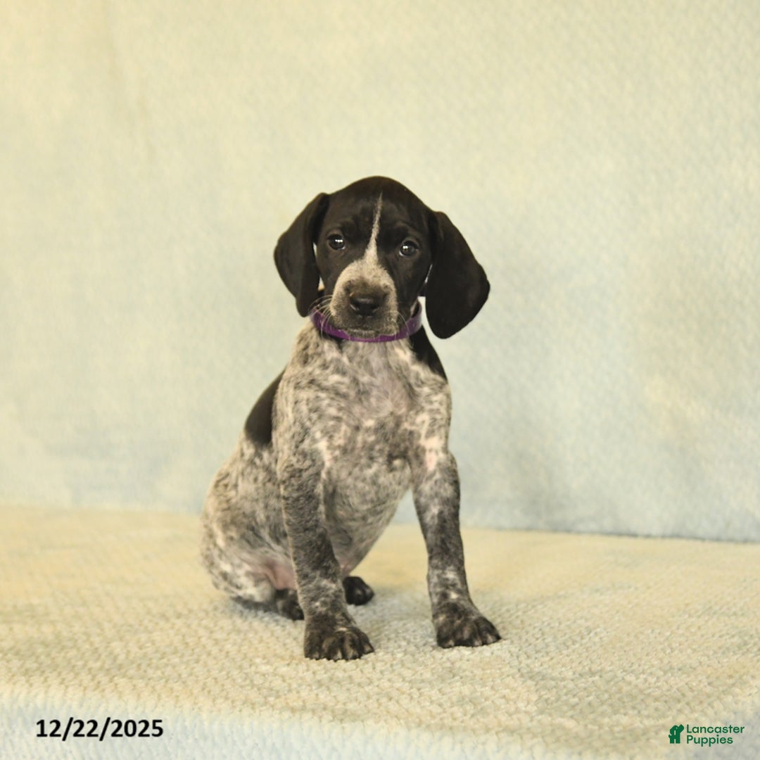 German Shorthaired Pointer dogs for sale: Tisha - Ad 3