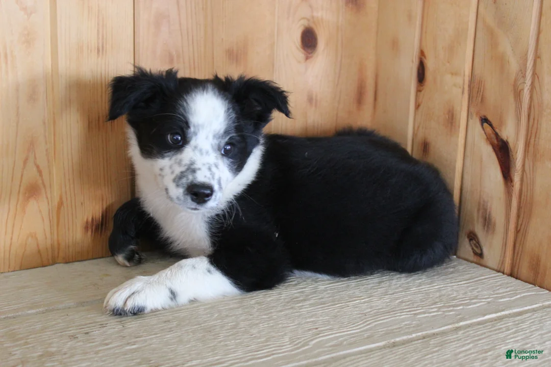 Mixed Breed dogs for sale: Boss - Ad 2