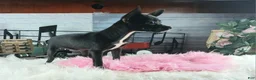 Chihuahua dogs for sale: Black girl NATIONWIDE DELIVERY  - Ad 3