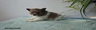 Benny