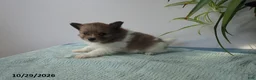 Pomeranian dogs for sale: Benny - Ad 1
