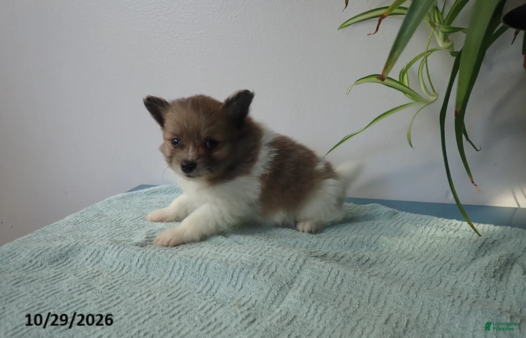 Pomeranian dogs for sale: Benny - Ad 1