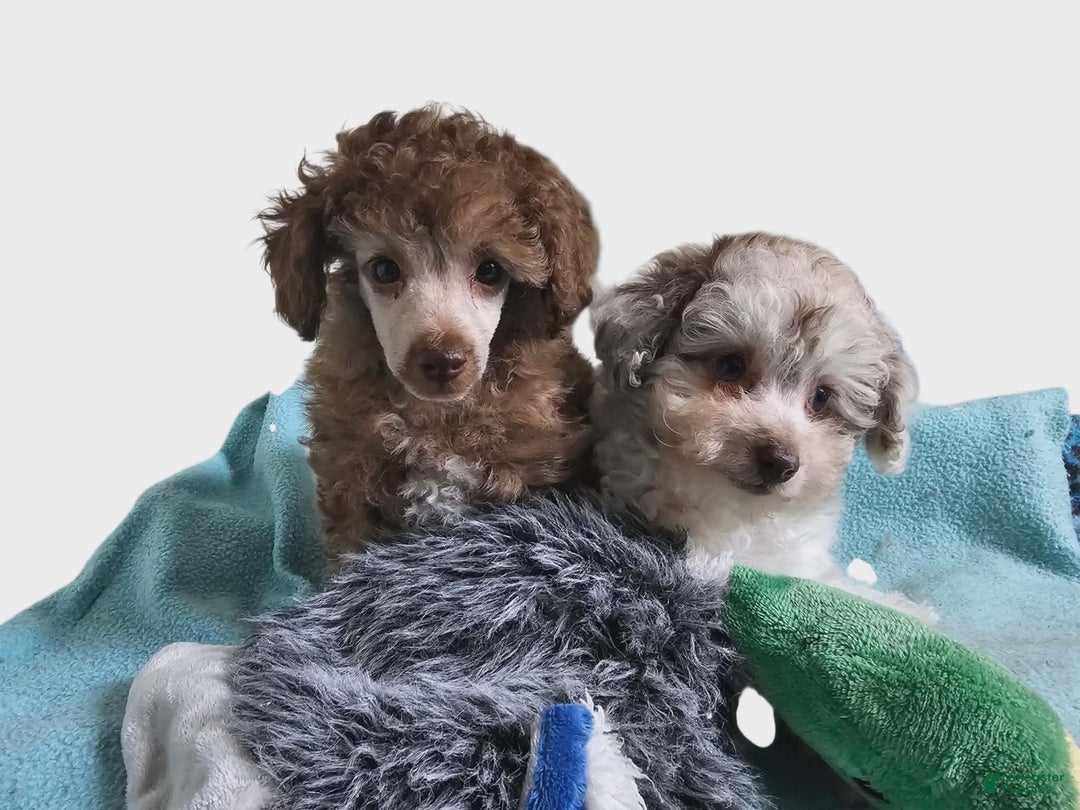 Toy Poodle dogs for sale: Toy Poodle Puppy 2 - Ad 3