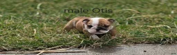 English Bulldog dogs for sale: English Bulldog Puppy 1 - Ad 5