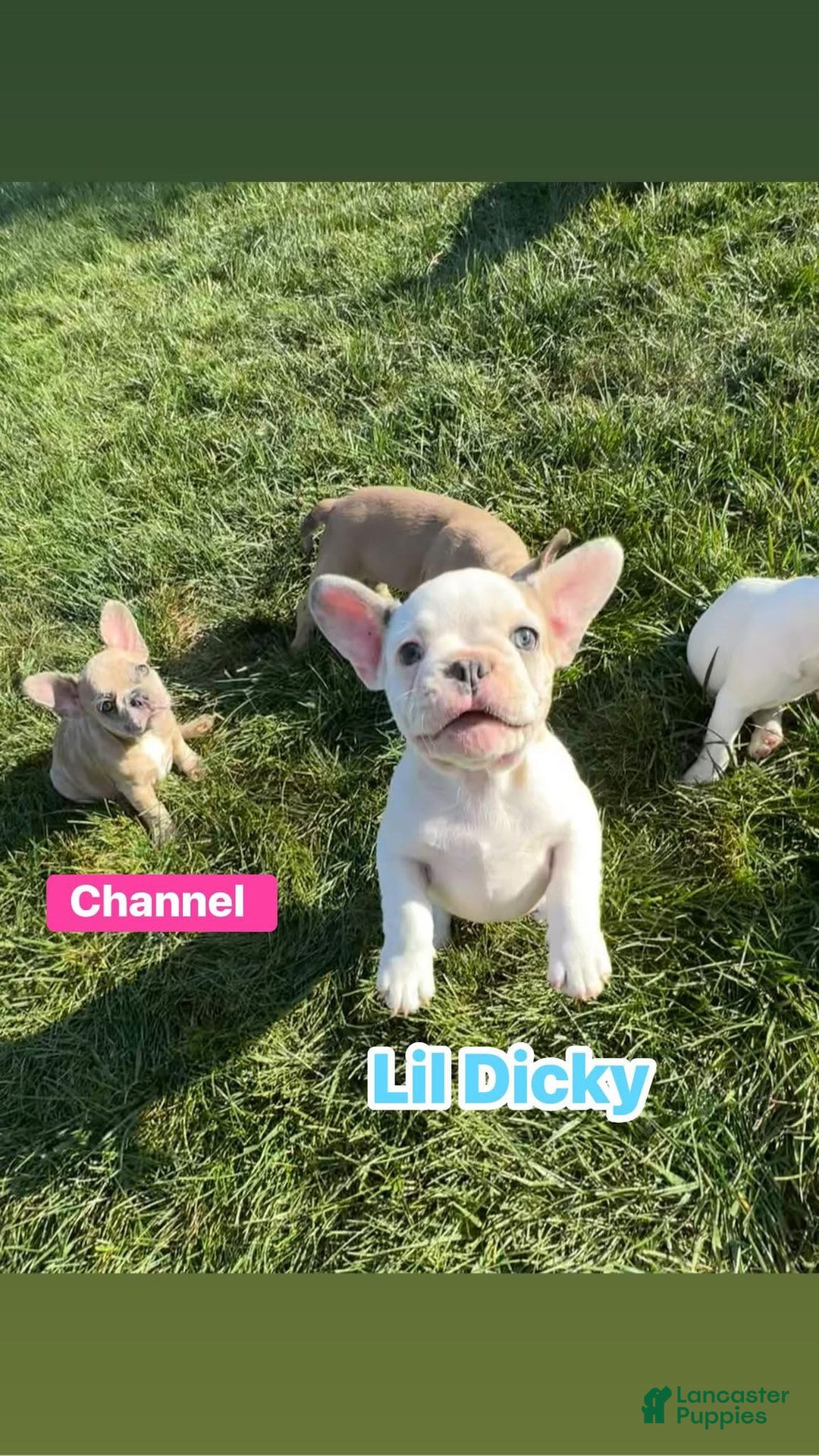 French Bulldog dogs for sale: Eva - Ad 14