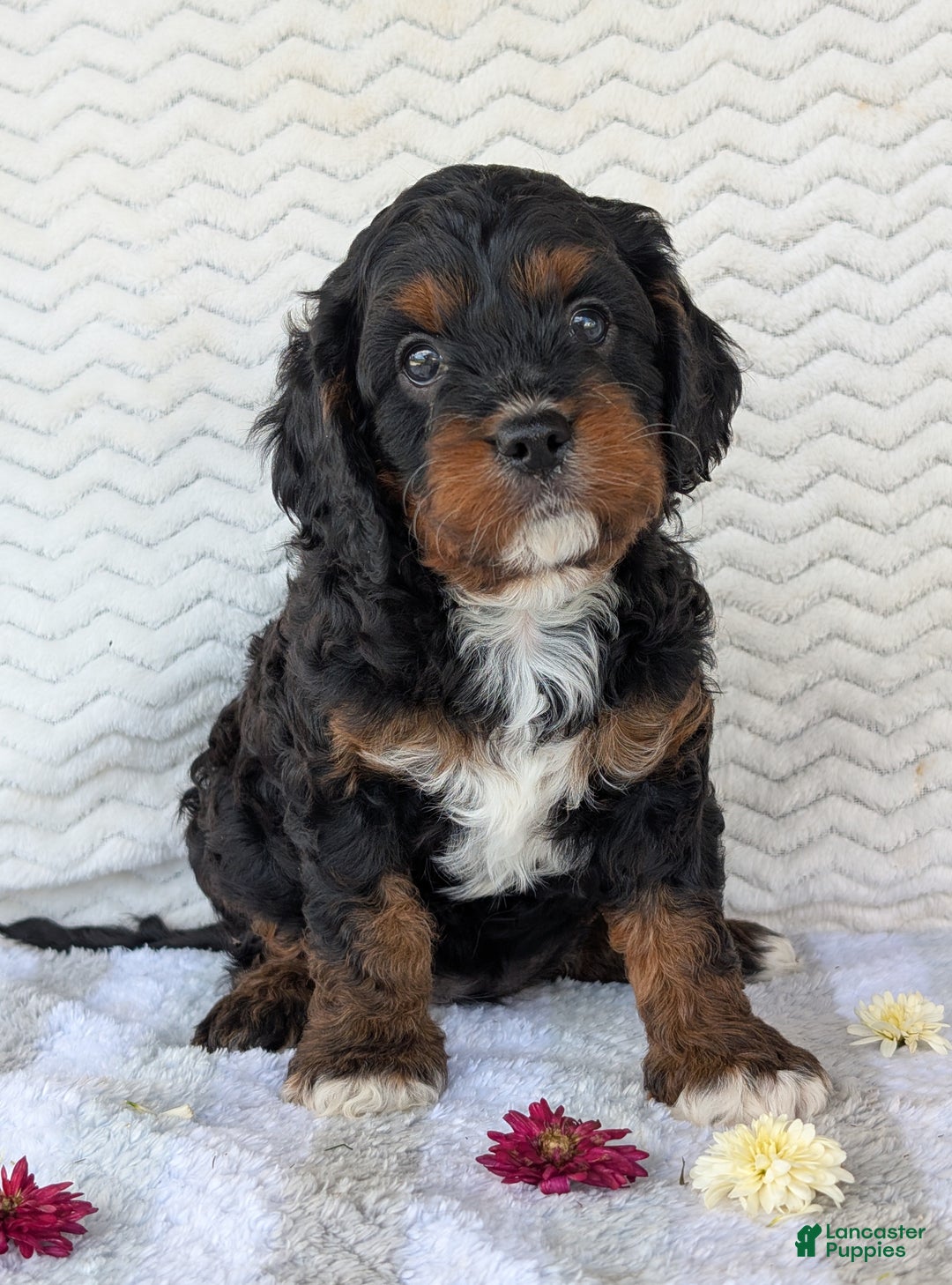 Cavapoo dogs for sale: Abby - Ad 4