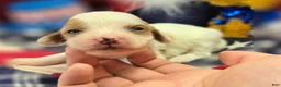 Cavapoo dogs for sale: Cream - Ad 2