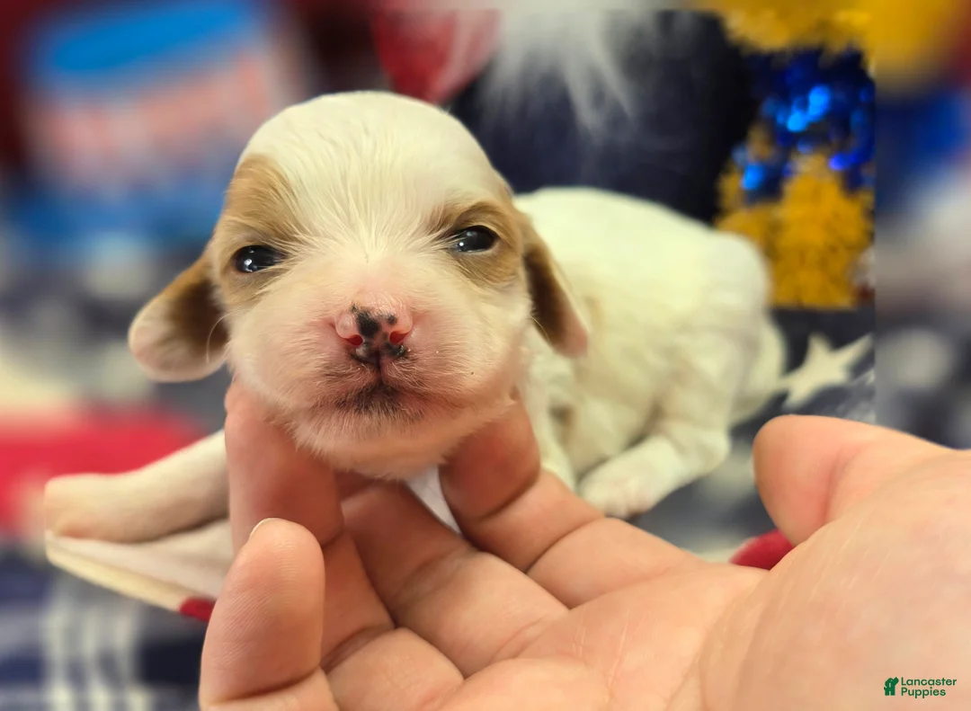 Cavapoo dogs for sale: Cream - Ad 2