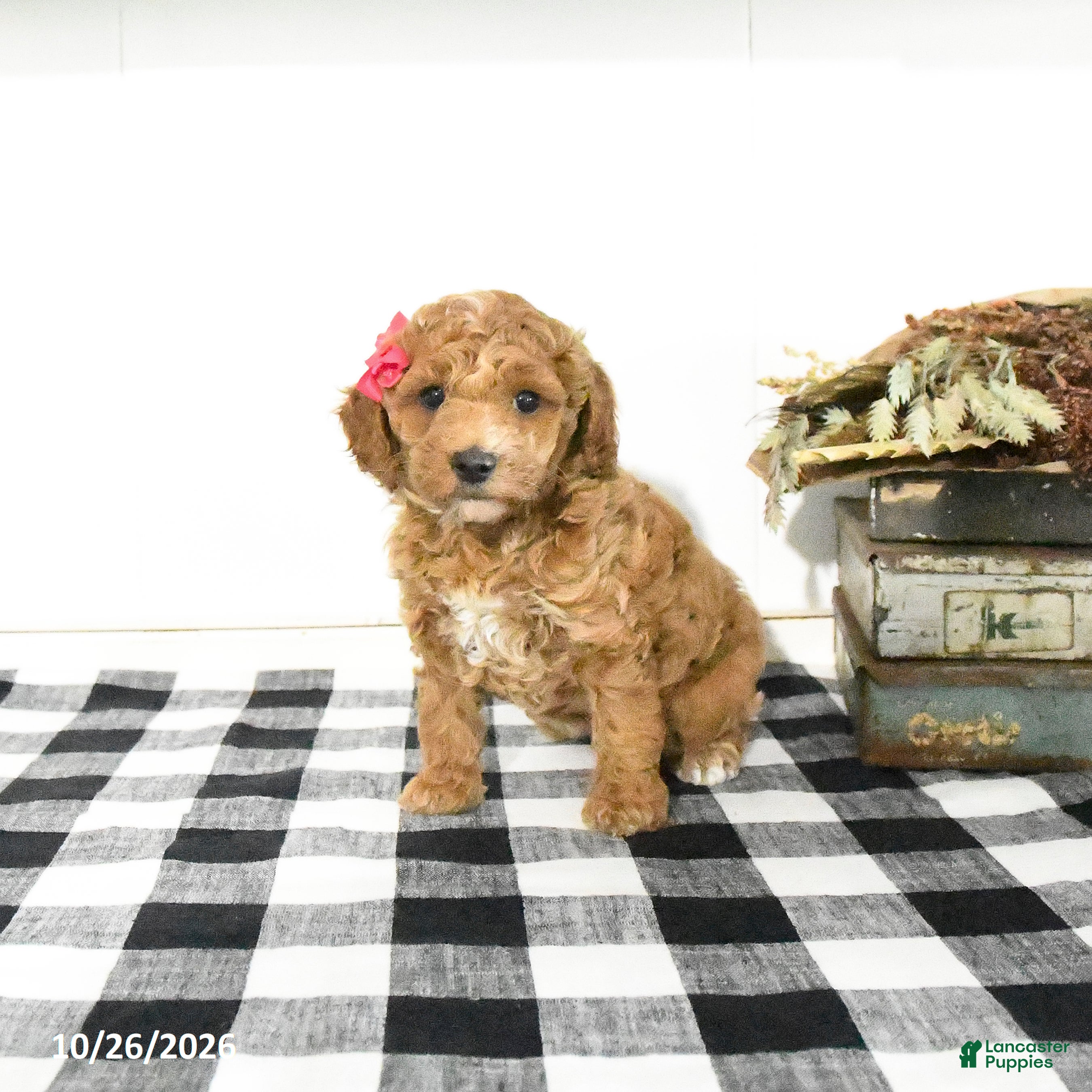 Toy Poodle dogs for sale: Sage - Ad 1