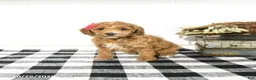 Toy Poodle dogs for sale: Sage - Ad 1