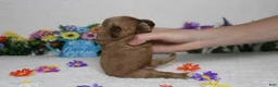 Cockapoo dogs for sale: Pistachio  - Ad 9