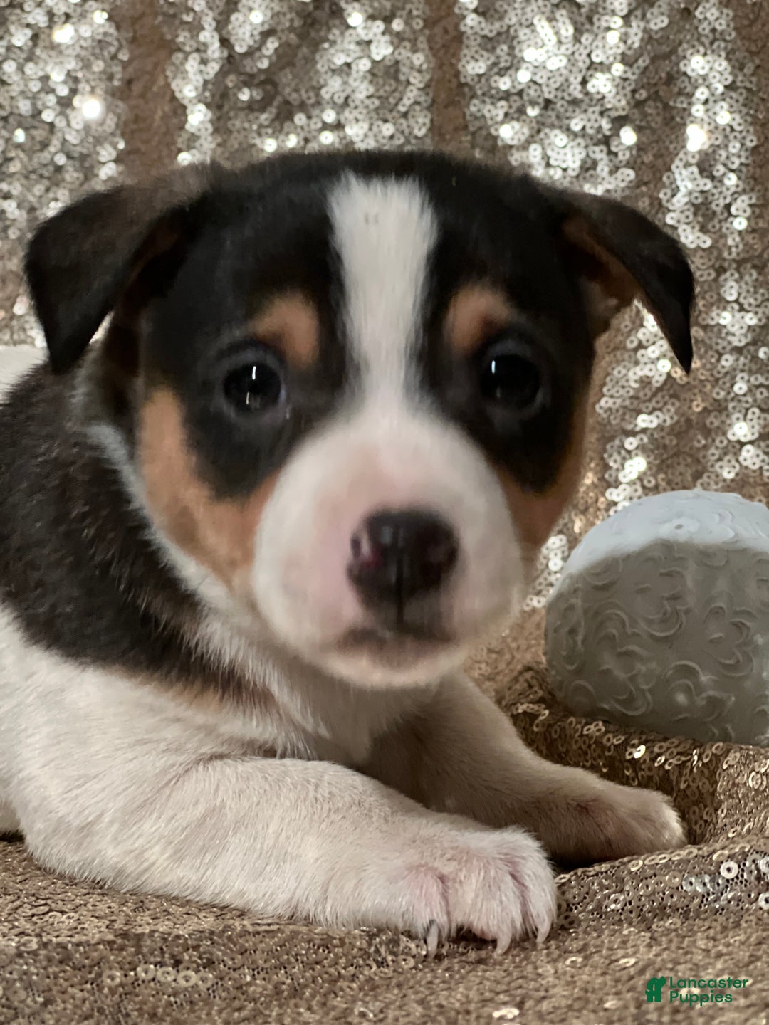 Jack Russell Terrier dogs for sale: Aiden - Ad 2