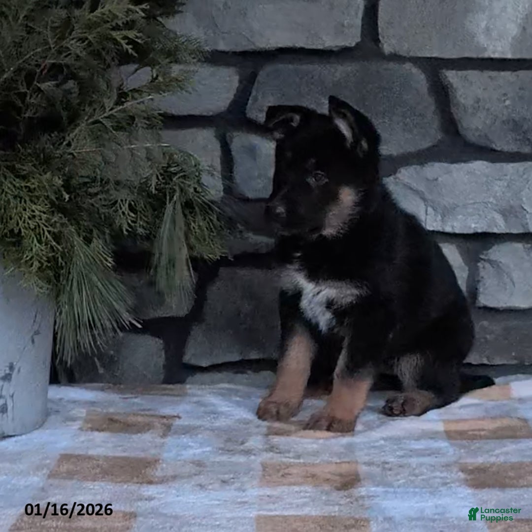 German Shepherd dogs for sale: Bonnie - Ad 2