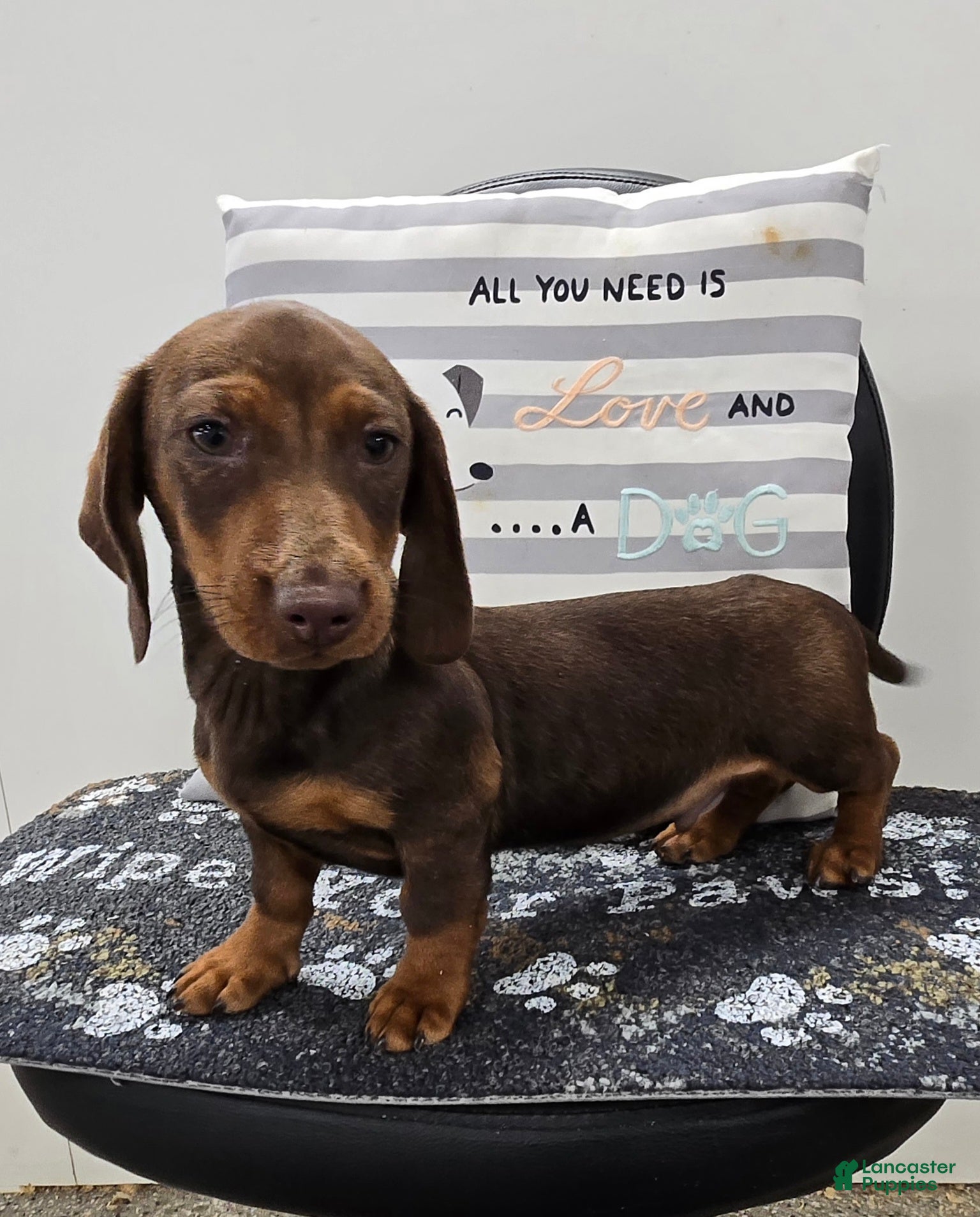 Miniature Dachshund dogs Davy - Ad 2