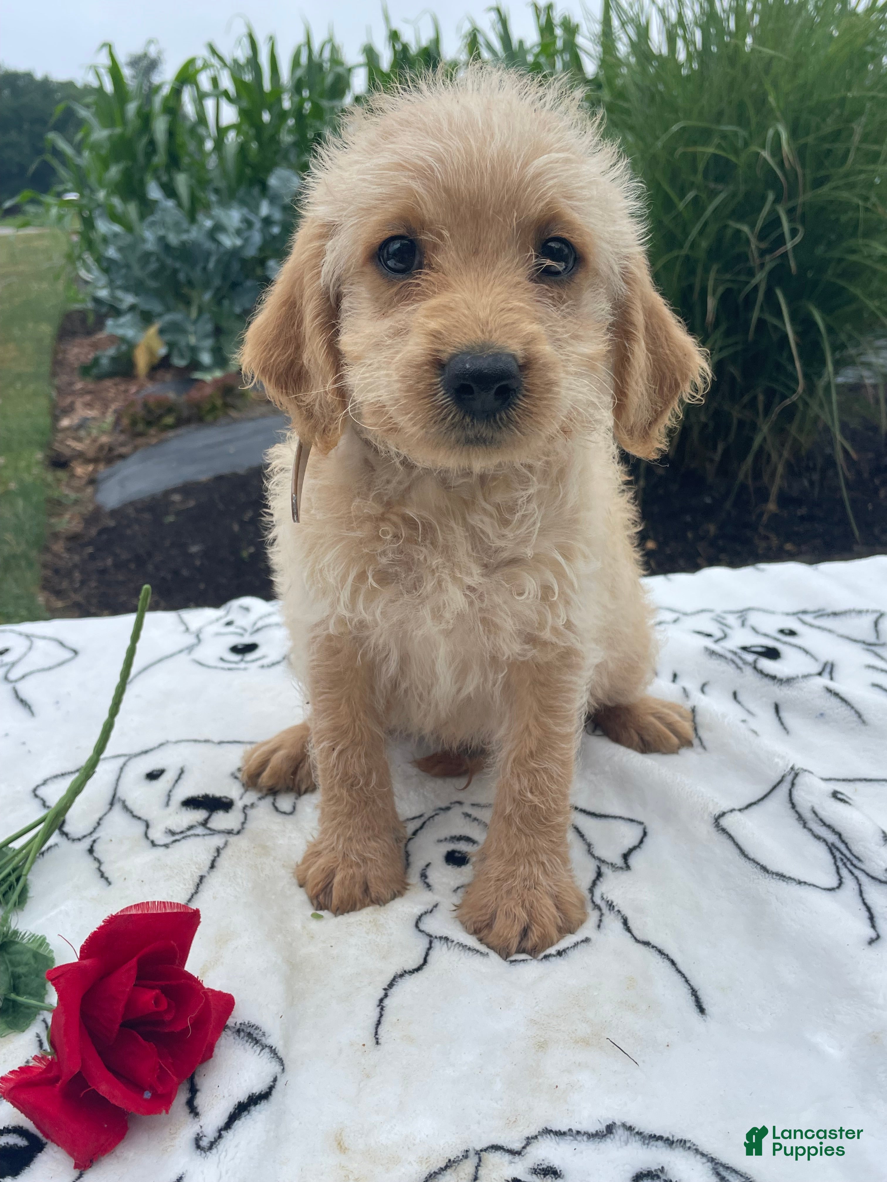Labradoodle dogs Prince - Ad 42