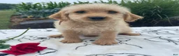 Labradoodle dogs for sale: Prince - Ad 1