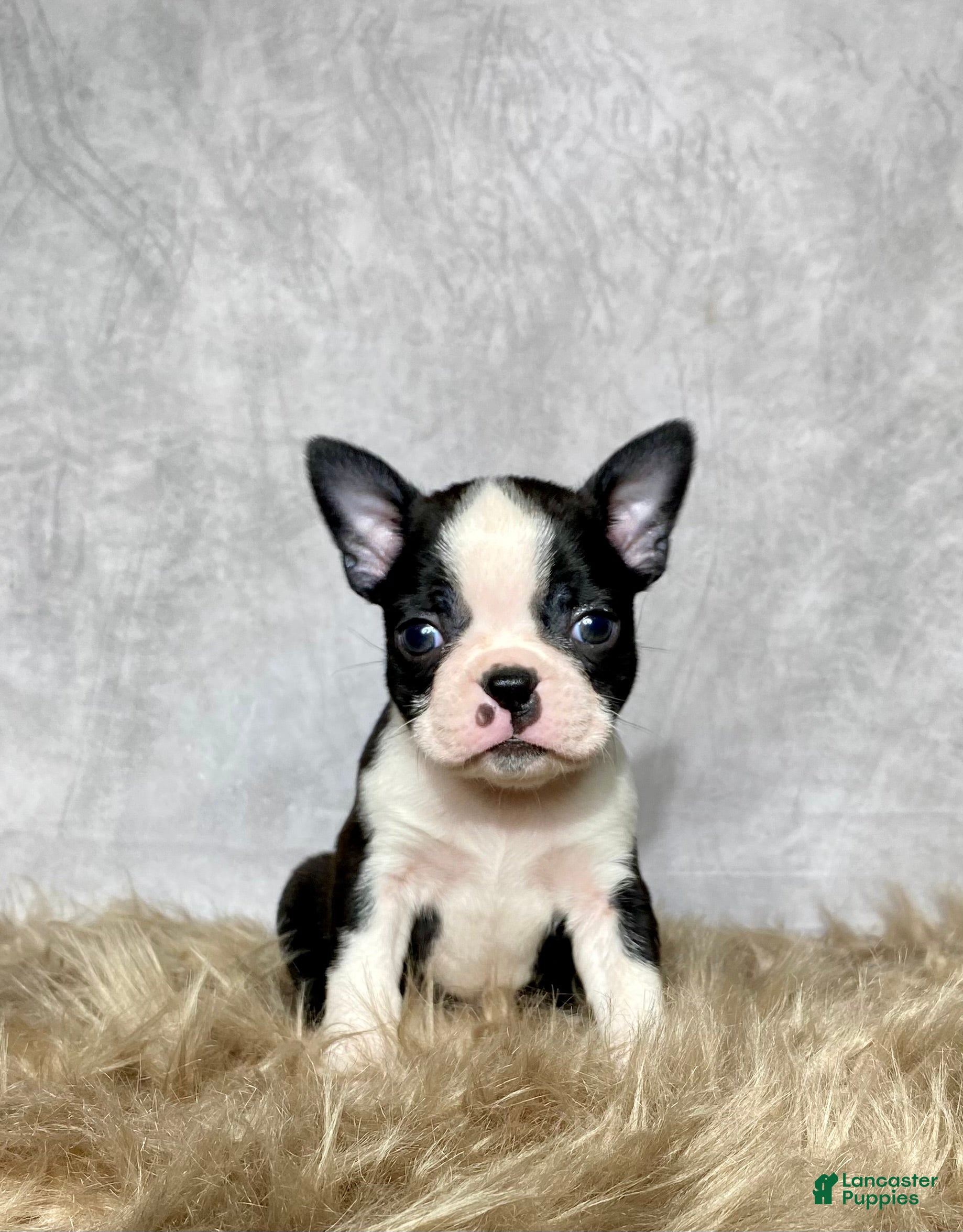 Boston Terrier dogs Leo - Ad 40