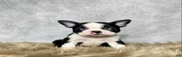Boston Terrier dogs for sale: Leo - Ad 1