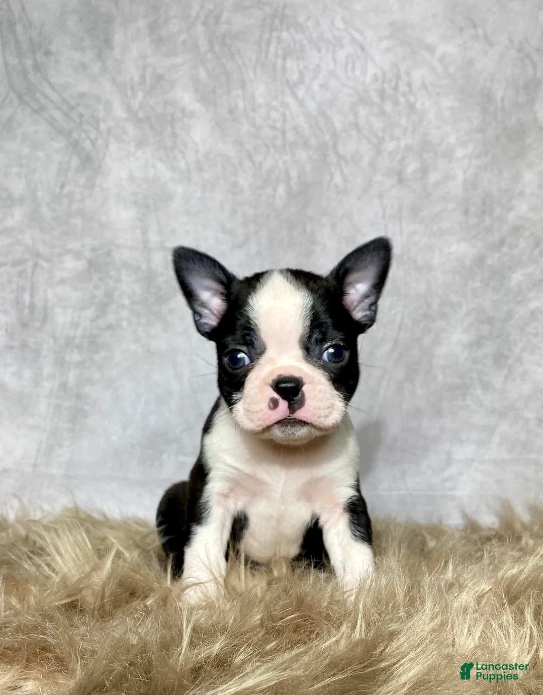 Boston Terrier dogs for sale: Leo - Ad 1
